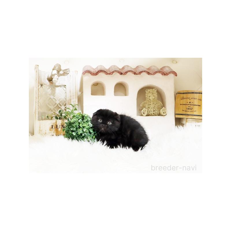 販売中の佐賀県のスコティッシュフォールド-134192の5枚目