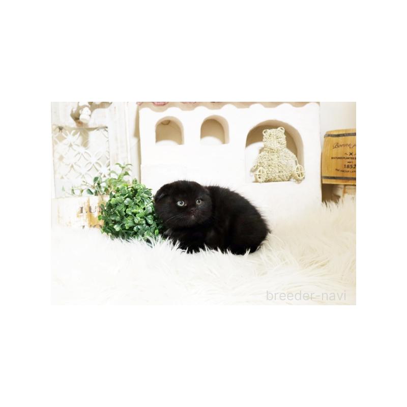 販売中の佐賀県のスコティッシュフォールド-134192の4枚目