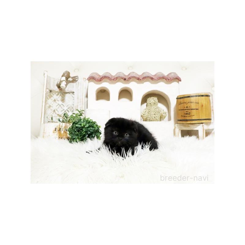 販売中の佐賀県のスコティッシュフォールド-134192の3枚目