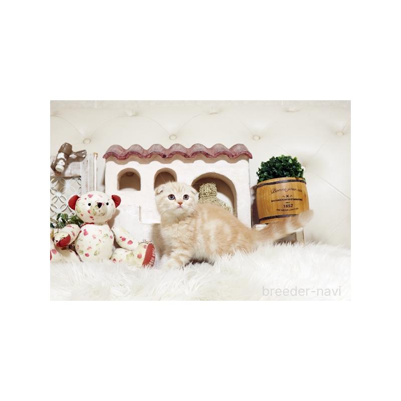 販売中の佐賀県のスコティッシュフォールド-134193の5枚目