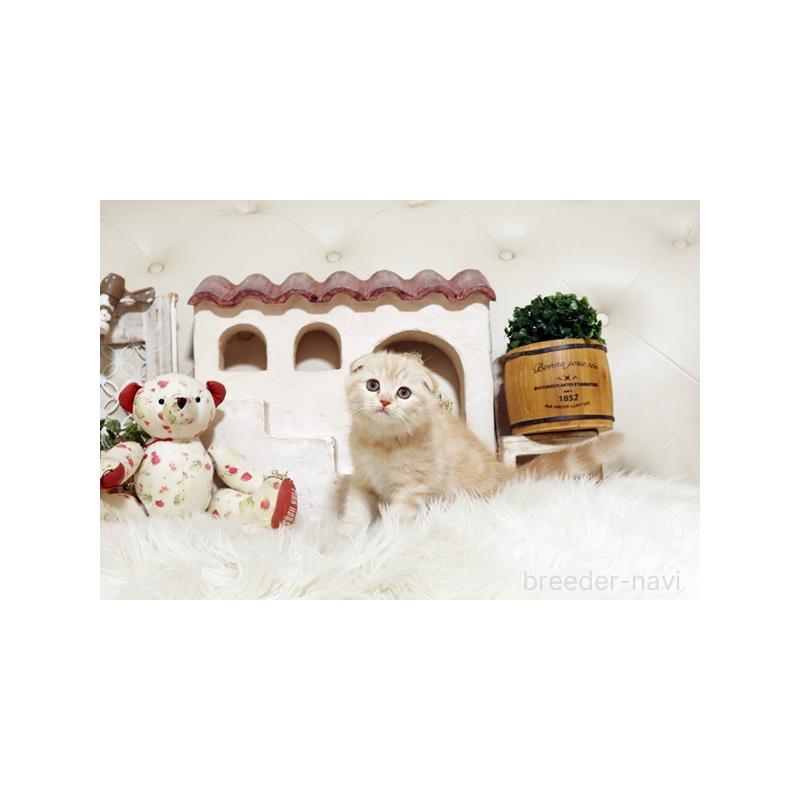 販売中の佐賀県のスコティッシュフォールド-134193の3枚目