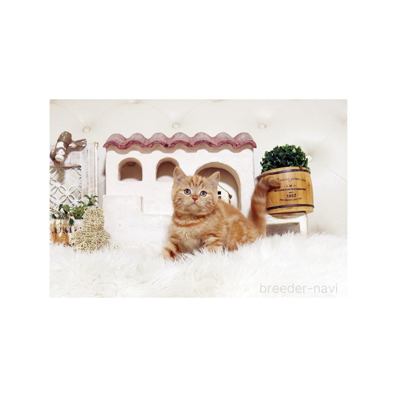 販売中の佐賀県のスコティッシュフォールド-134194の5枚目