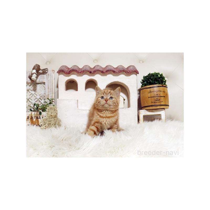 販売中の佐賀県のスコティッシュフォールド-134194の4枚目