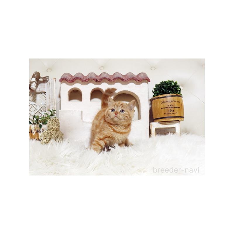 販売中の佐賀県のスコティッシュフォールド-134194の3枚目