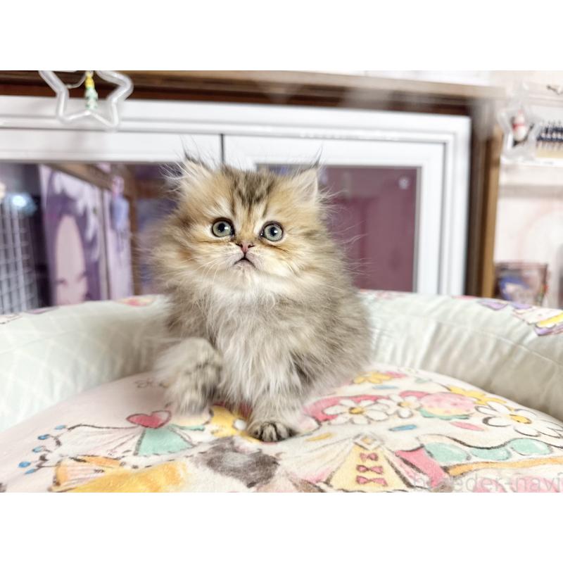 販売中の千葉県のペルシャ(チンチラ)-134218の5枚目