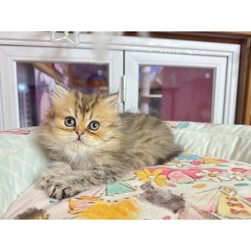 販売中の千葉県のペルシャ(チンチラ)-134218の3枚目