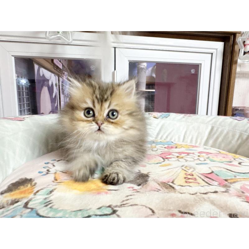 販売中の千葉県のペルシャ(チンチラ)-134218の2枚目