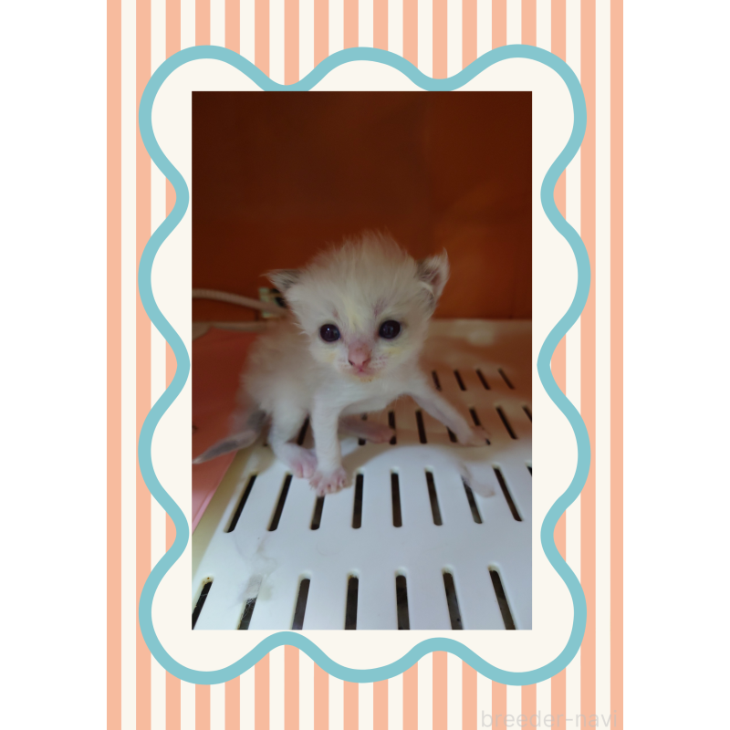 販売中の兵庫県のラグドール-133985