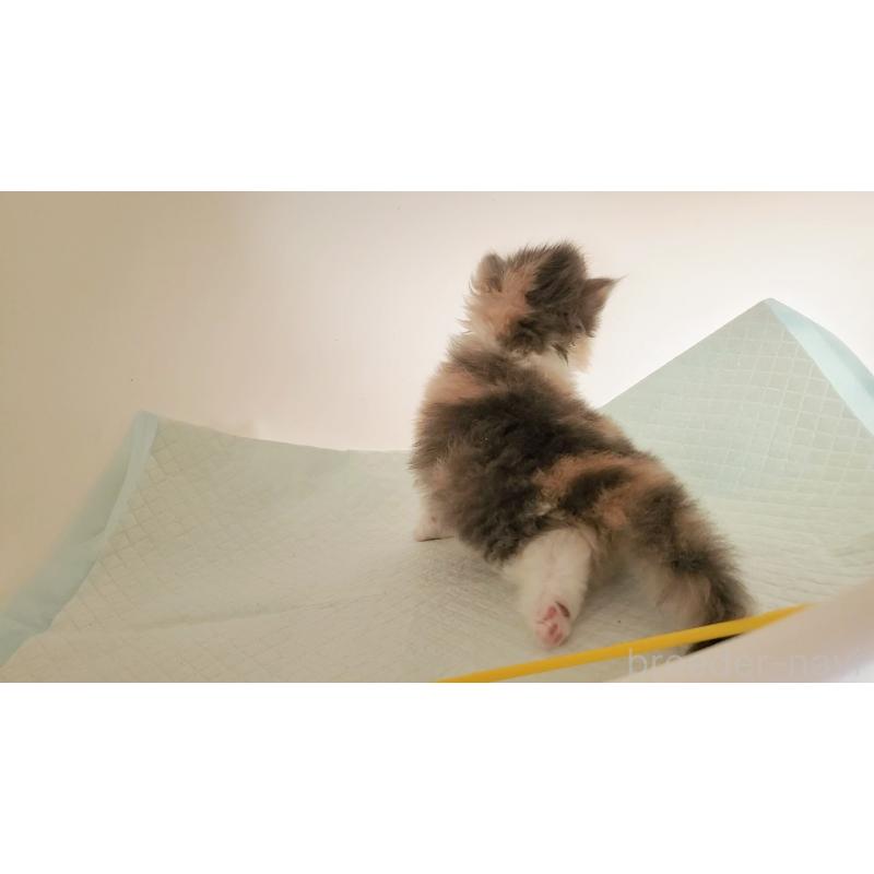 販売中の大阪府のミヌエット-134221の7枚目