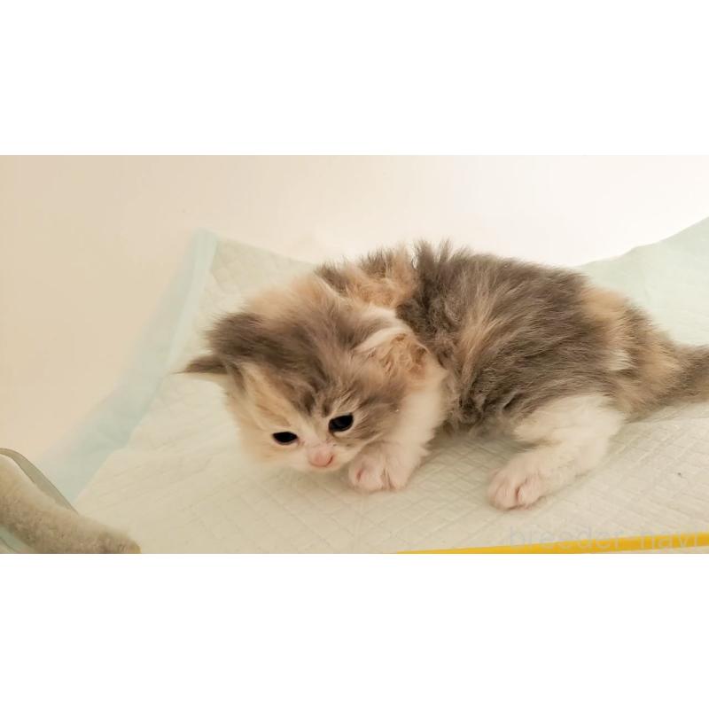 販売中の大阪府のミヌエット-134221の6枚目