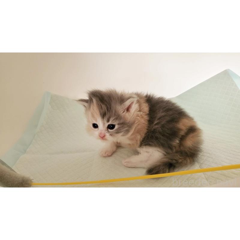 販売中の大阪府のミヌエット-134221の5枚目