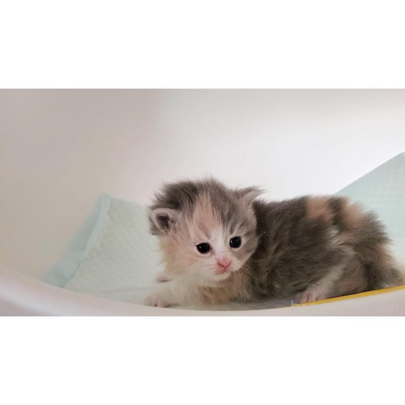 販売中の大阪府のミヌエット-134221の3枚目