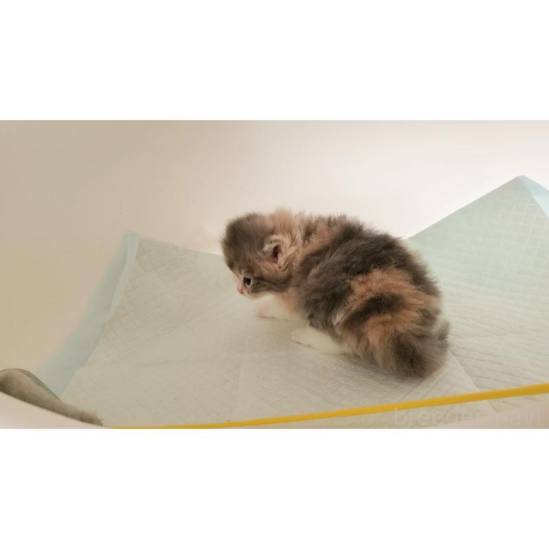 販売中の大阪府のミヌエット-134221の4枚目