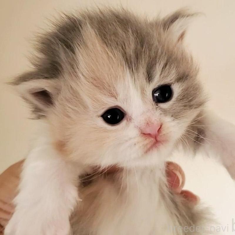 販売中の大阪府のミヌエット-134221