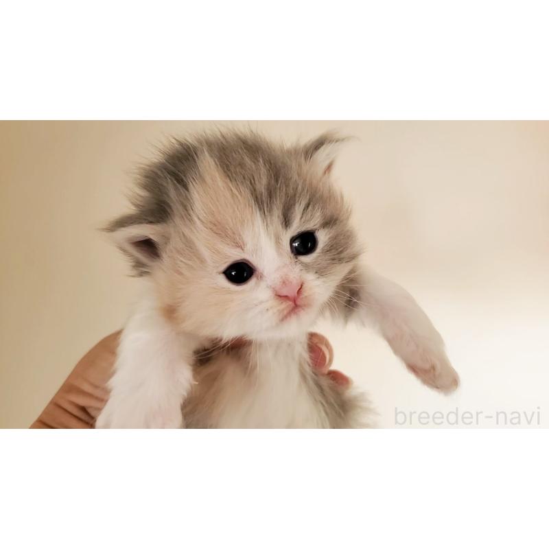 販売中の大阪府のミヌエット-134221の2枚目