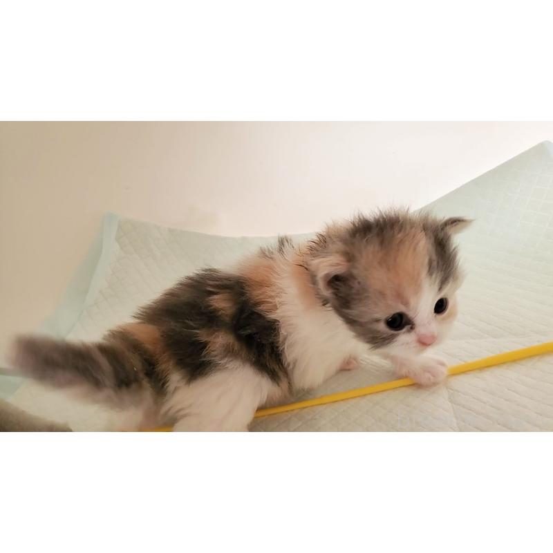 販売中の大阪府のミヌエット-134222の7枚目