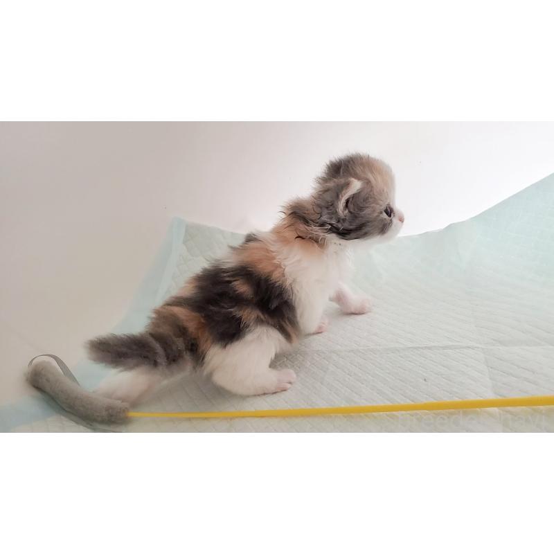 販売中の大阪府のミヌエット-134222の5枚目