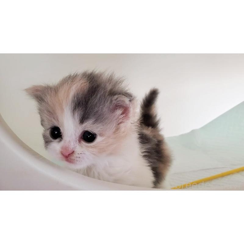 販売中の大阪府のミヌエット-134222の4枚目