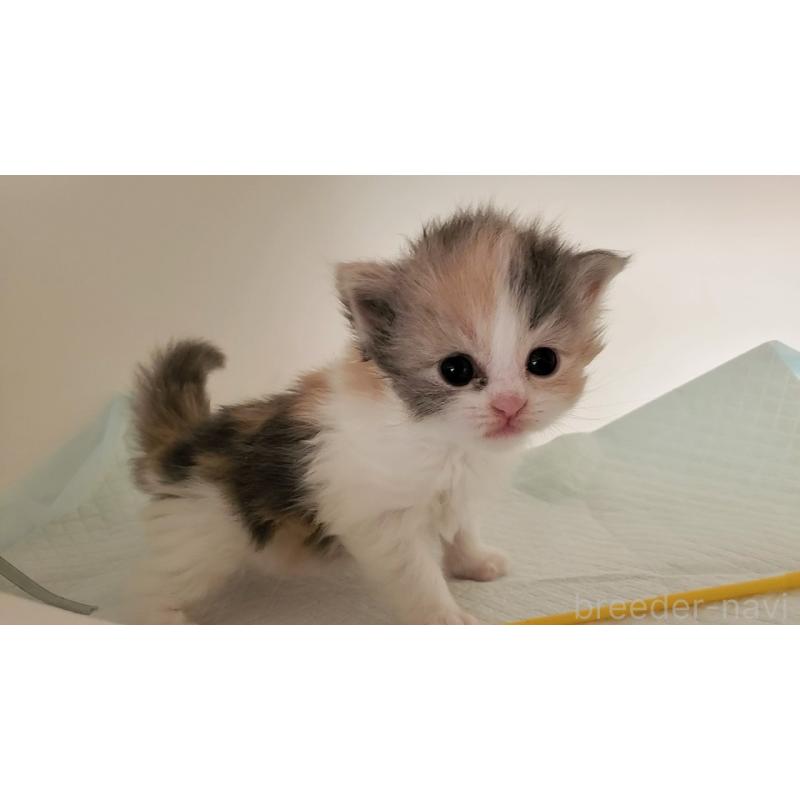 販売中の大阪府のミヌエット-134222の2枚目