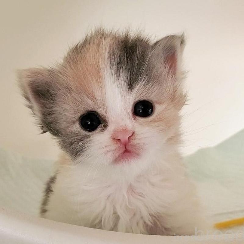 販売中の大阪府のミヌエット-134222