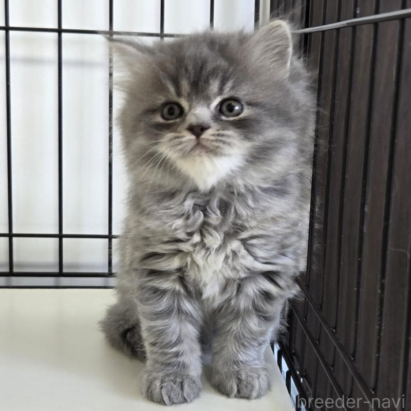販売中の福岡県のスコティッシュフォールド-133160の4枚目