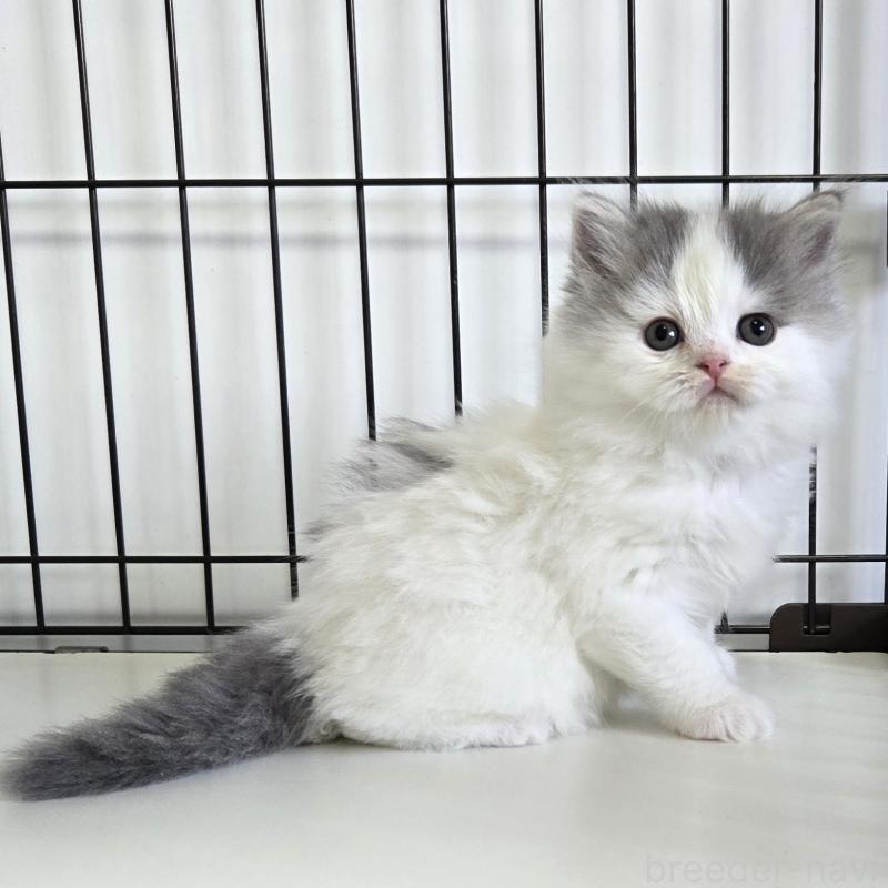 成約済の福岡県のスコティッシュフォールド-133162の1枚目