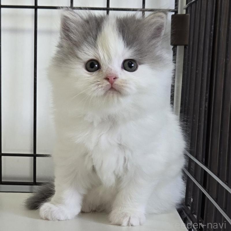 成約済の福岡県のスコティッシュフォールド-133162の2枚目