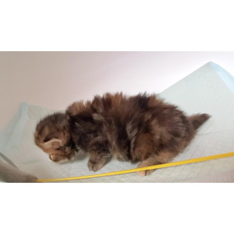 販売中の大阪府のミヌエット-134223の8枚目