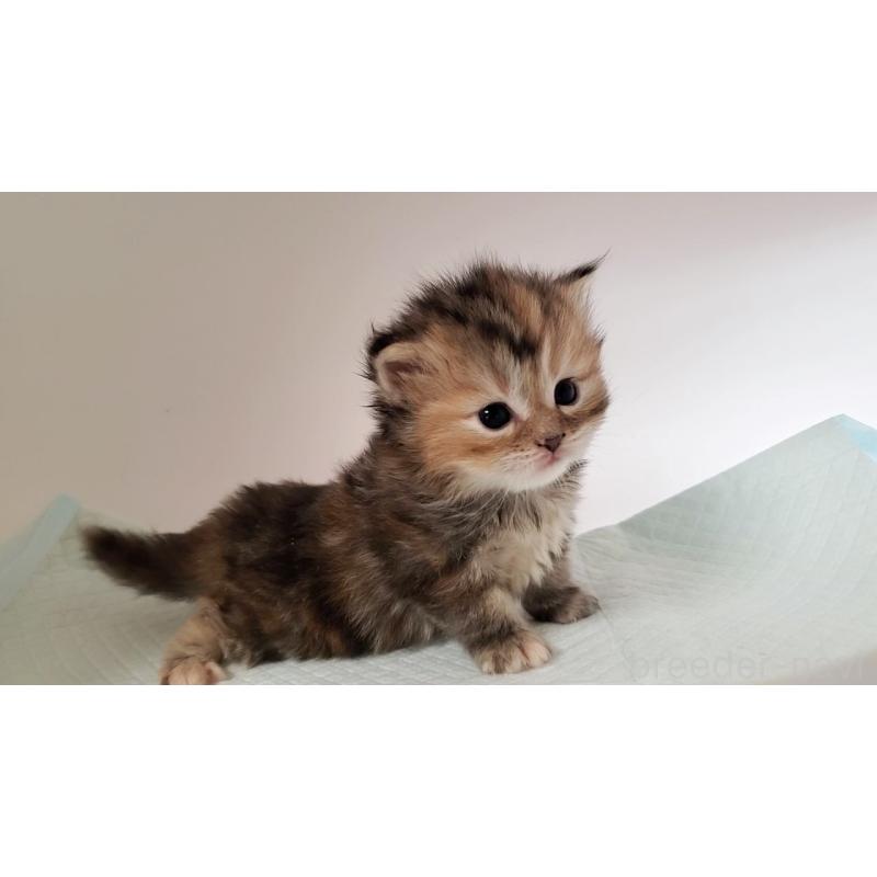 販売中の大阪府のミヌエット-134223の7枚目