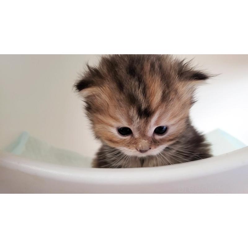 販売中の大阪府のミヌエット-134223の5枚目