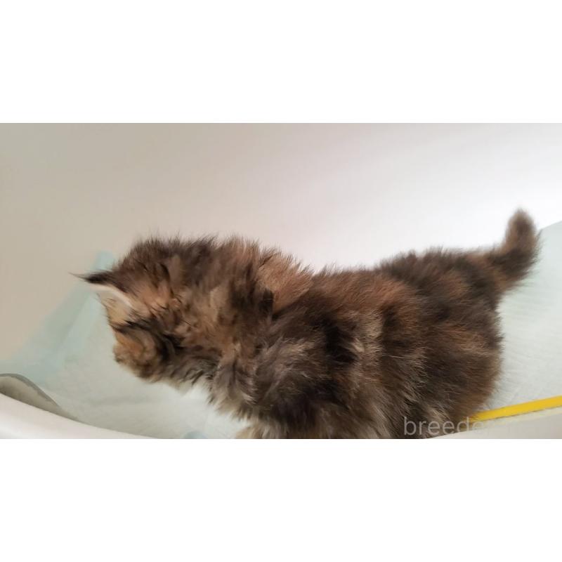 販売中の大阪府のミヌエット-134223の4枚目