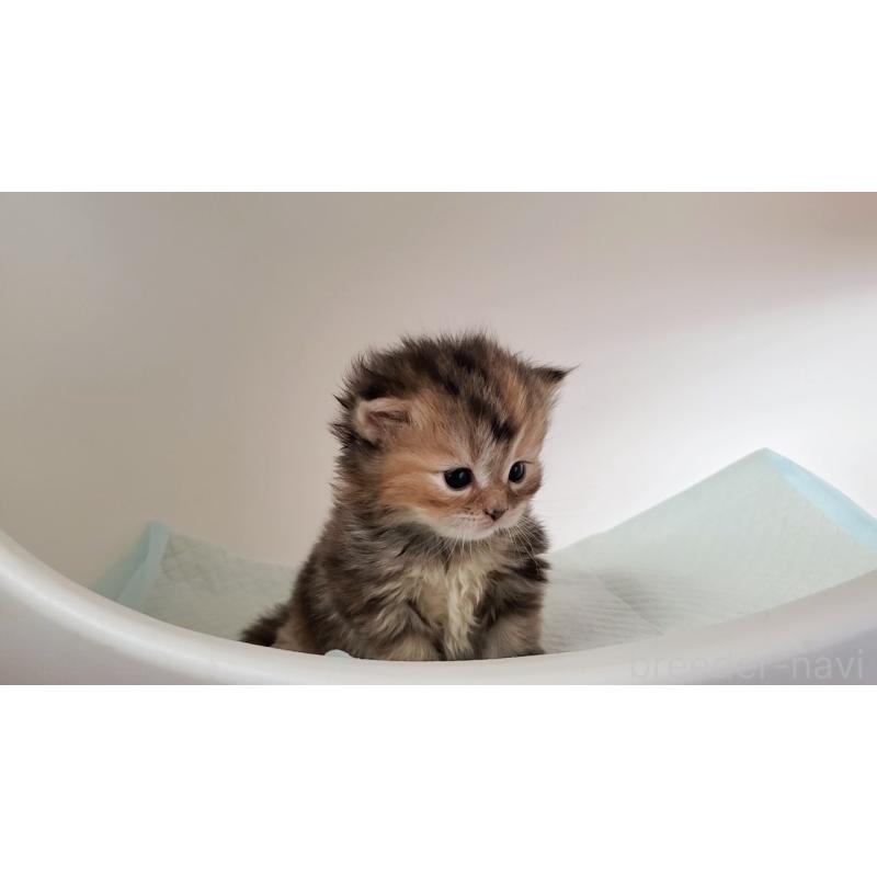 販売中の大阪府のミヌエット-134223の3枚目