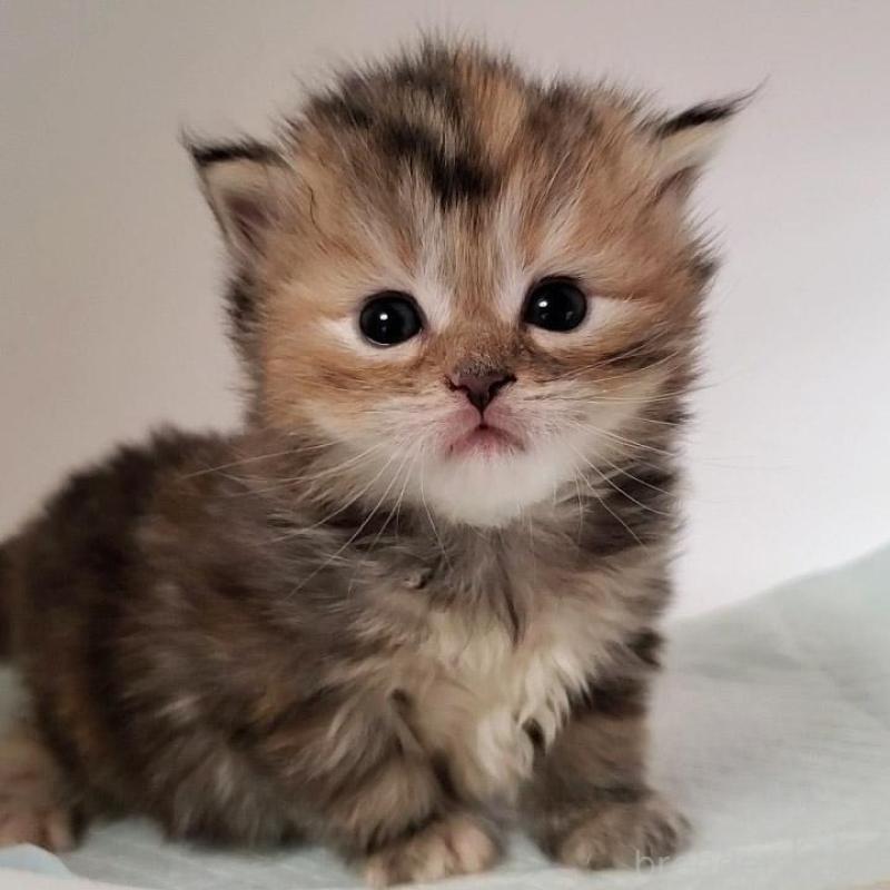 販売中の大阪府のミヌエット-134223