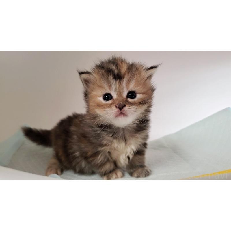 販売中の大阪府のミヌエット-134223の2枚目