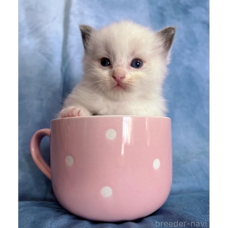 販売中の千葉県のラグドール-134224の10枚目