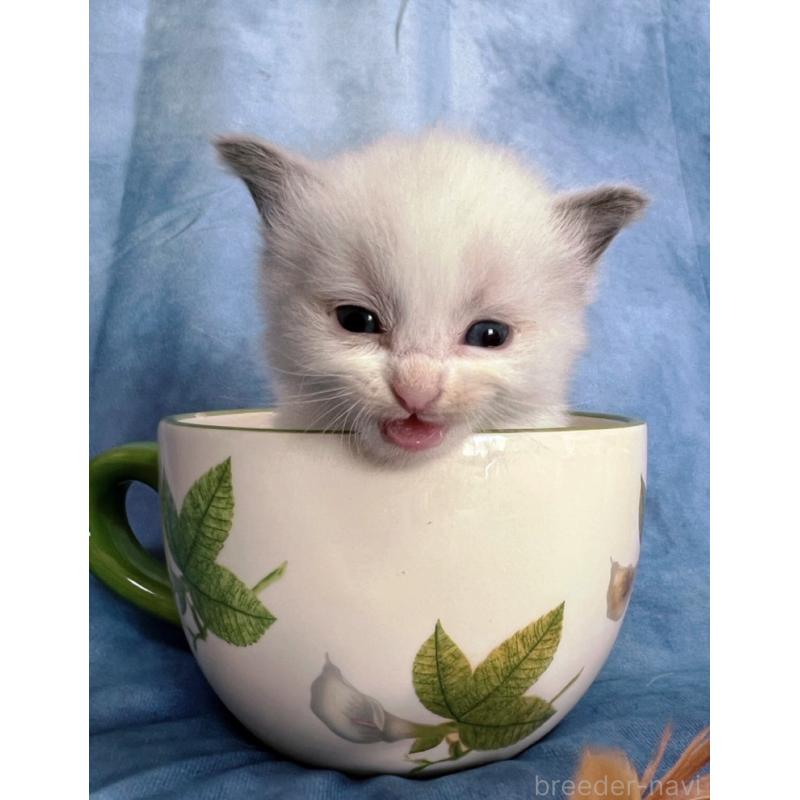 販売中の千葉県のラグドール-134224の9枚目