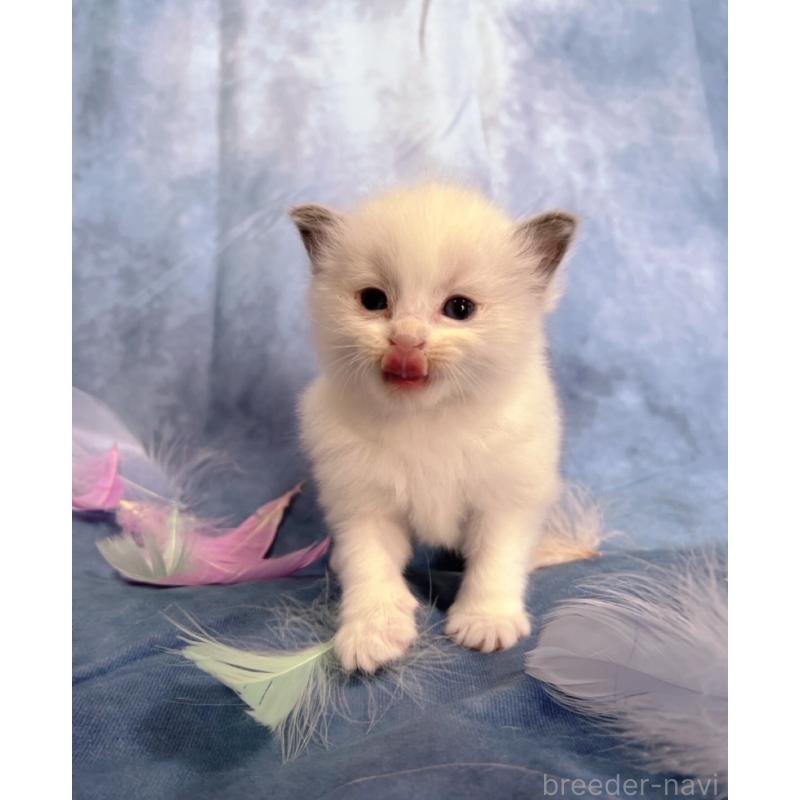 販売中の千葉県のラグドール-134224の8枚目