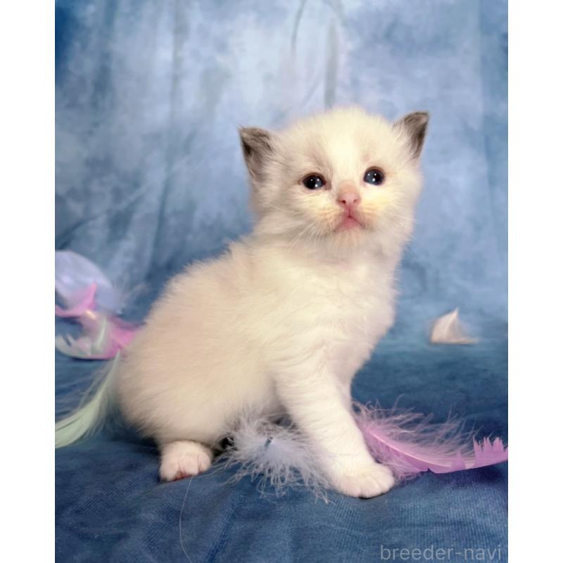 販売中の千葉県のラグドール-134224の7枚目