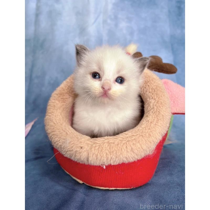 販売中の千葉県のラグドール-134224の6枚目