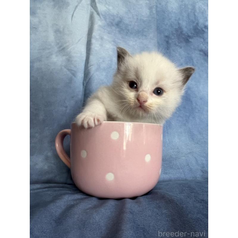 販売中の千葉県のラグドール-134224の5枚目