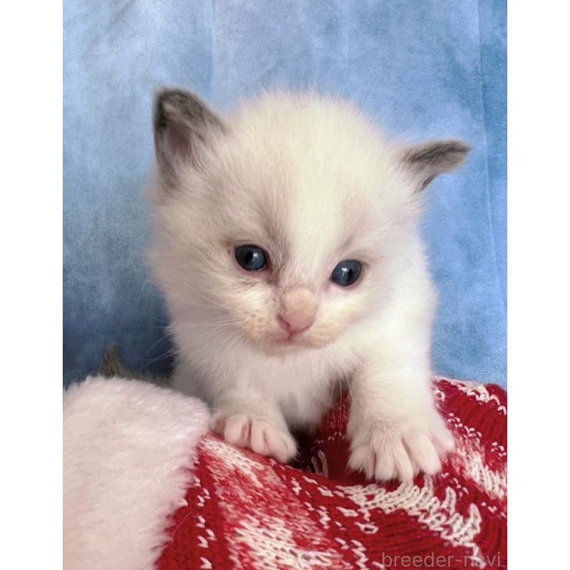 販売中の千葉県のラグドール-134224の4枚目