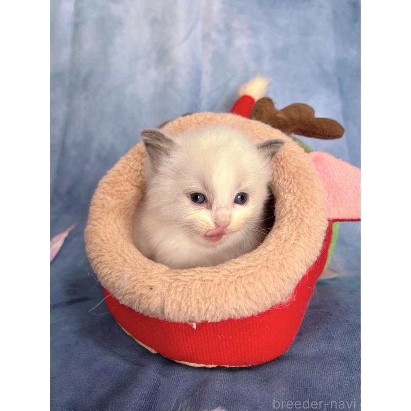 販売中の千葉県のラグドール-134224の3枚目