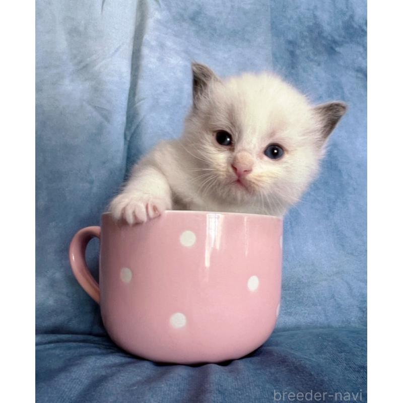 販売中の千葉県のラグドール-134224の2枚目