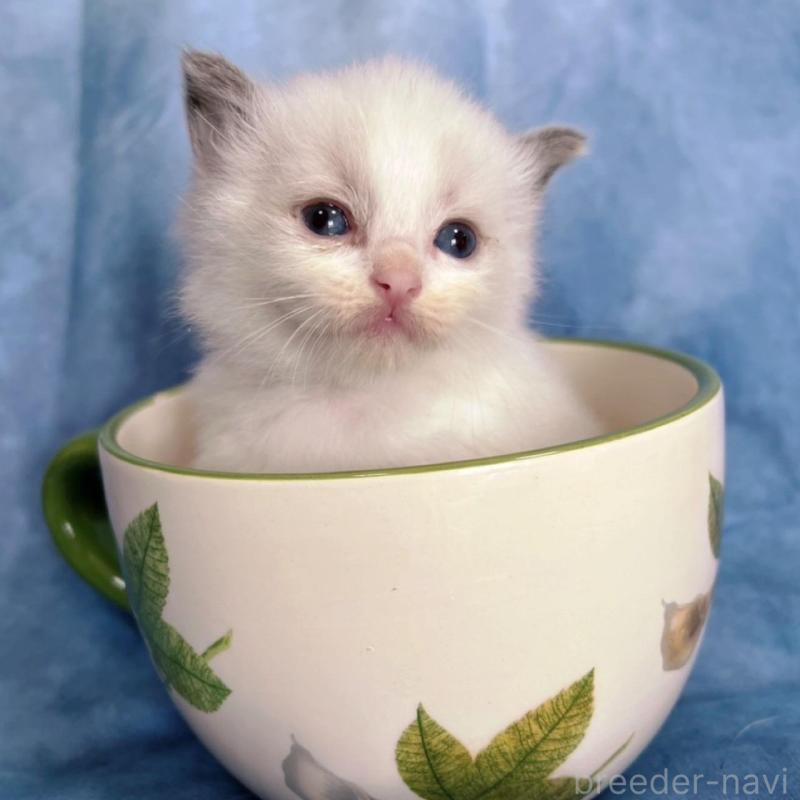 販売中の千葉県のラグドール-134224の1枚目