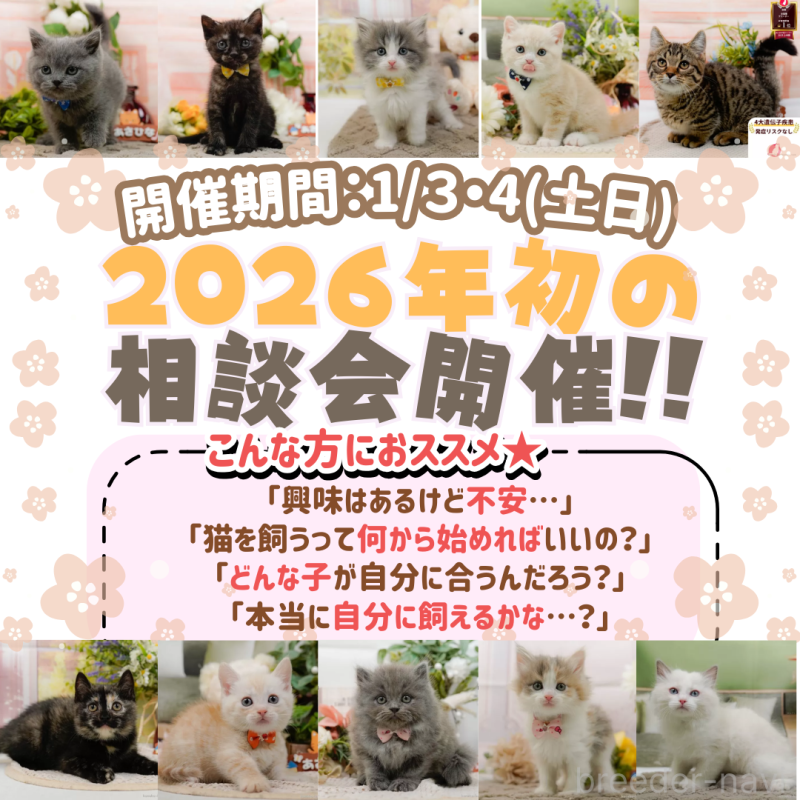 成約済の神奈川県のマンチカン-127025の2枚目
