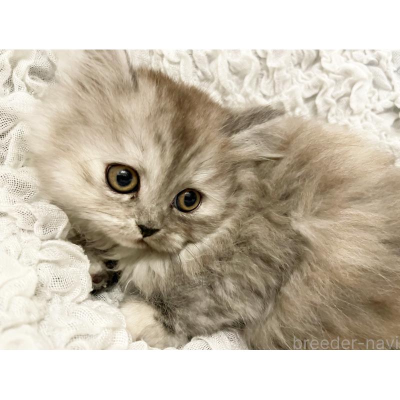 販売中の島根県のミヌエット-131537の5枚目