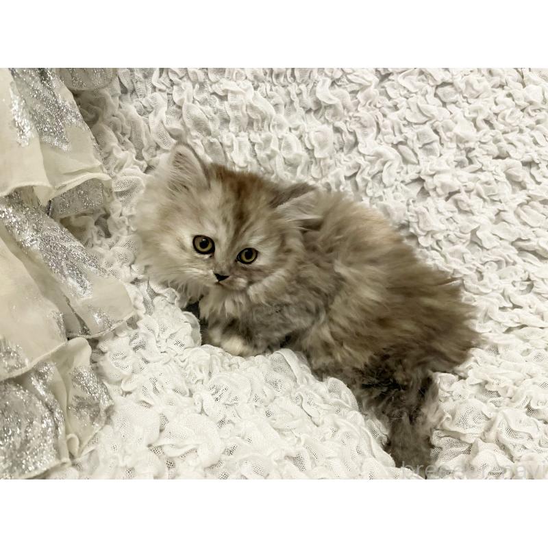 販売中の島根県のミヌエット-131537の4枚目