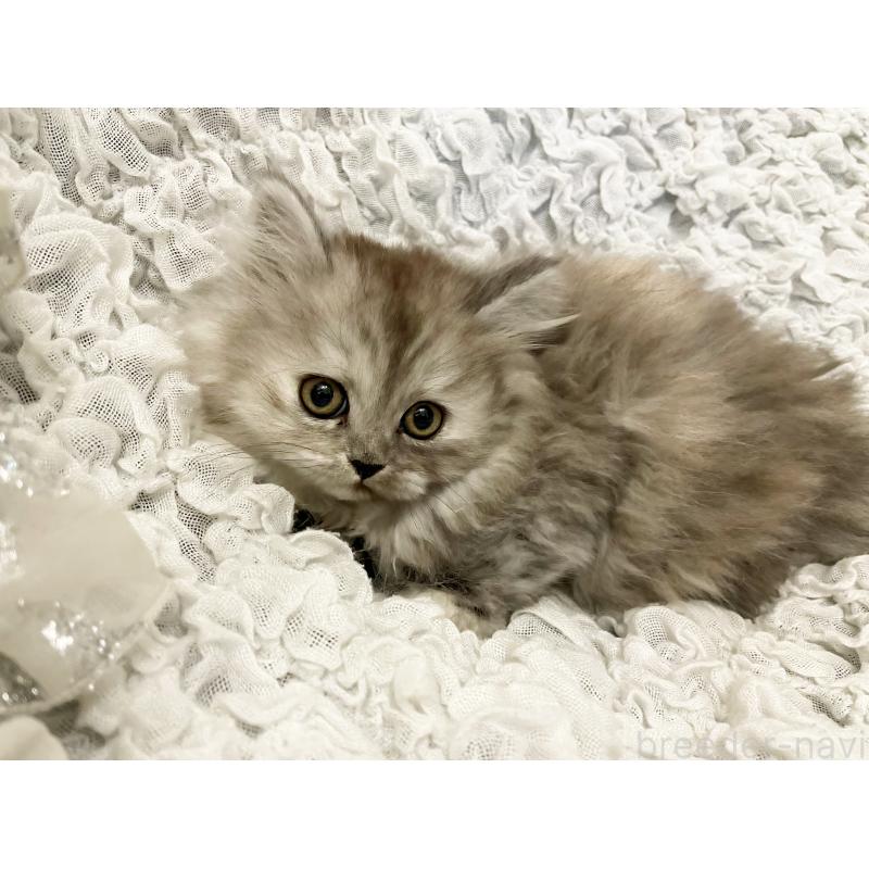 販売中の島根県のミヌエット-131537の3枚目