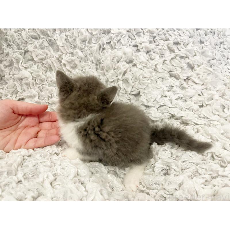 販売中の島根県のブリティッシュショートヘア-131740の5枚目