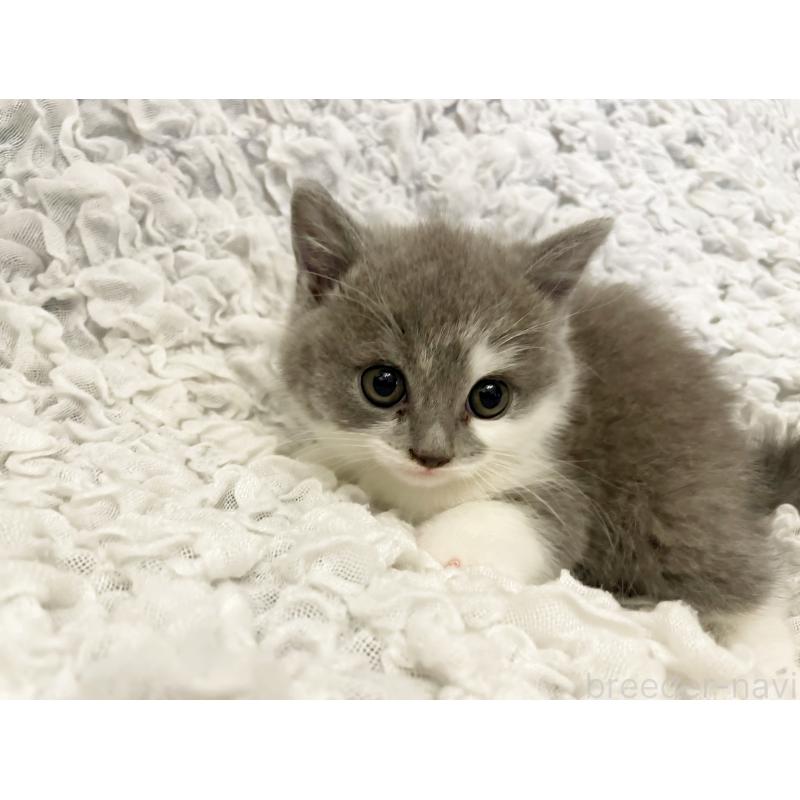 販売中の島根県のブリティッシュショートヘア-131740の4枚目